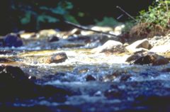 Wasserlauf in Bernau